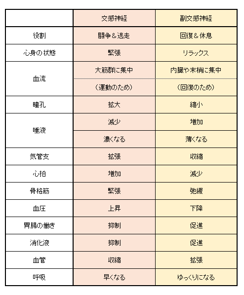 自律神経３
